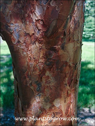 The ornamental exfoliating bark